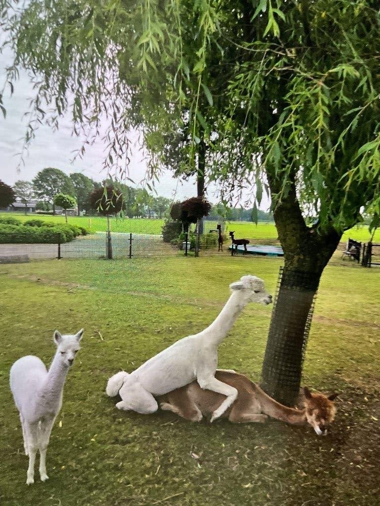 Alpaca dekhengst, Juni, Mannelijk