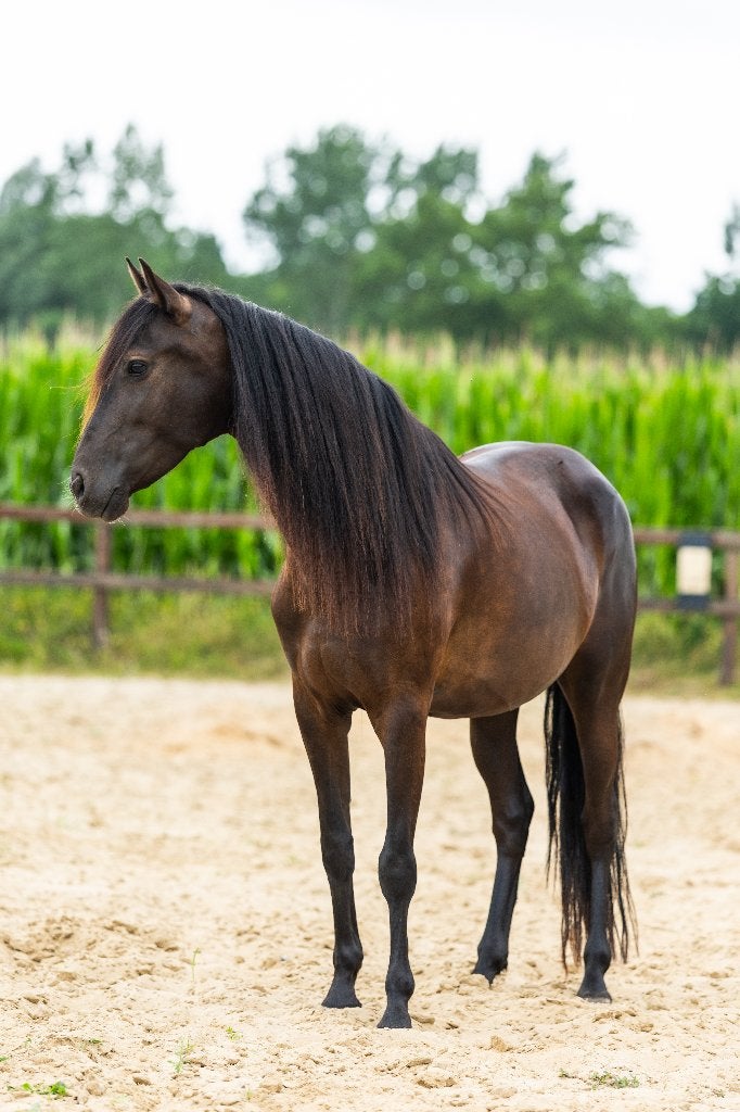 Tekoop aangeboden mooie zwarte PRE merrie 7jr, Dieren en Toebehoren, Paarden, Merrie, Minder dan 160 cm, Met stamboom, Dressuurpaard