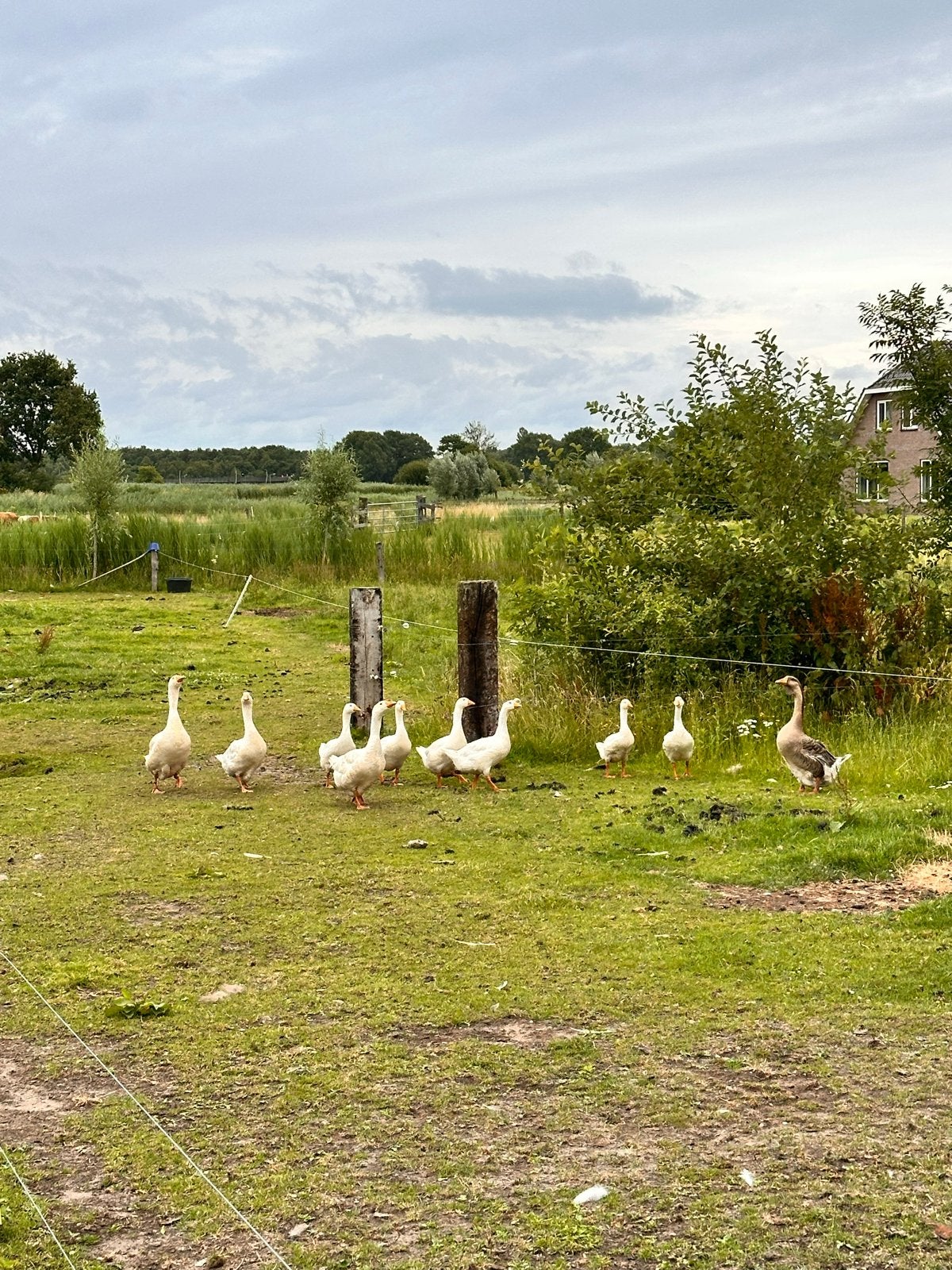 Jonge boerenganzen - boerengans - 2 stuks, Dieren en Toebehoren, Meerdere dieren, Gans of Zwaan
