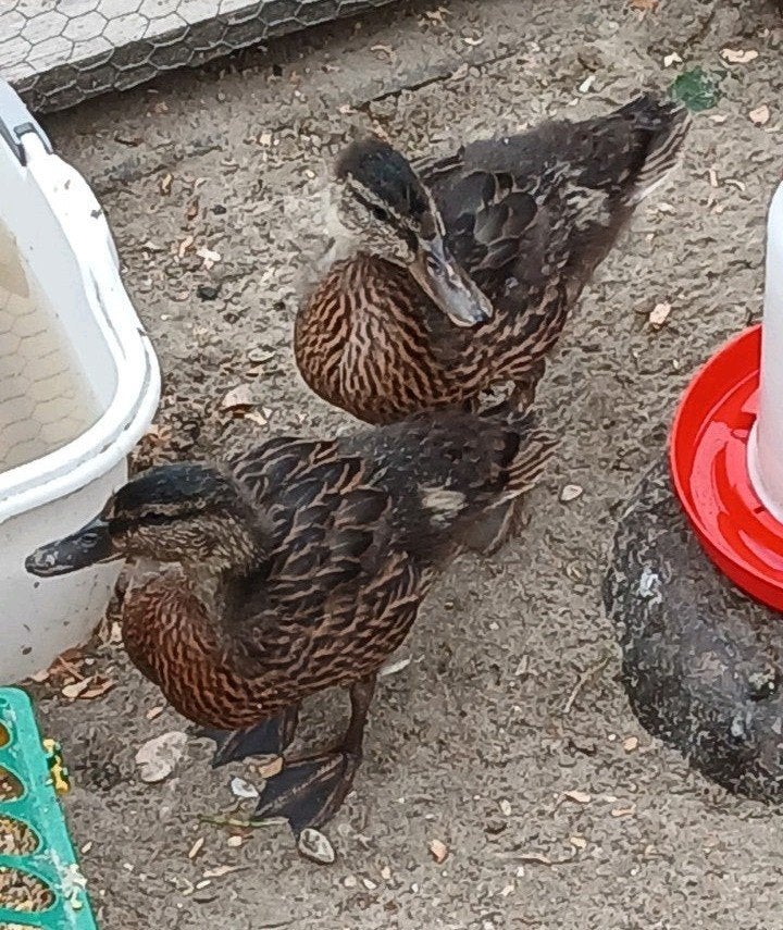 2 stuks eenden kuikens (Anas platyrhynchos), Geslacht onbekend, Eend