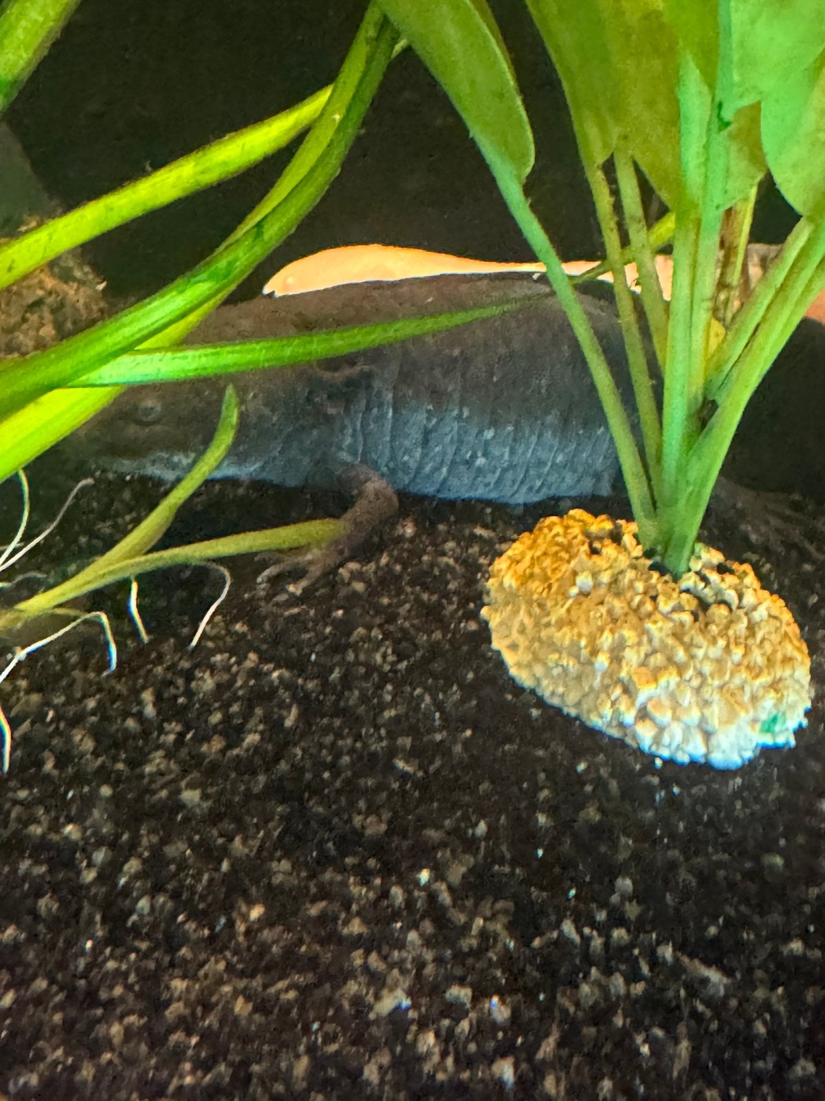 Axolotl zwart man, Dieren en Toebehoren, Amfibie, 0 tot 2 jaar