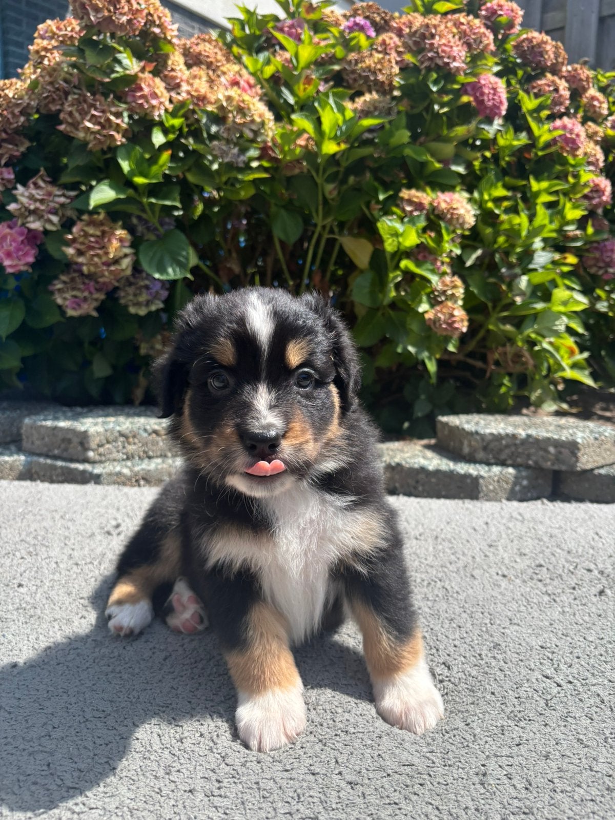Raszuivere Australian shepherd pups, Dieren en Toebehoren, 8 tot 15 weken, Parvo, Meerdere, Meerdere dieren