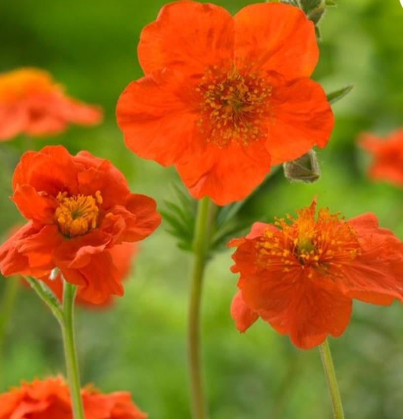 Geum cocc. Borisii-strain P9, Ophalen of Verzenden, Vaste plant, Overige soorten, Halfschaduw