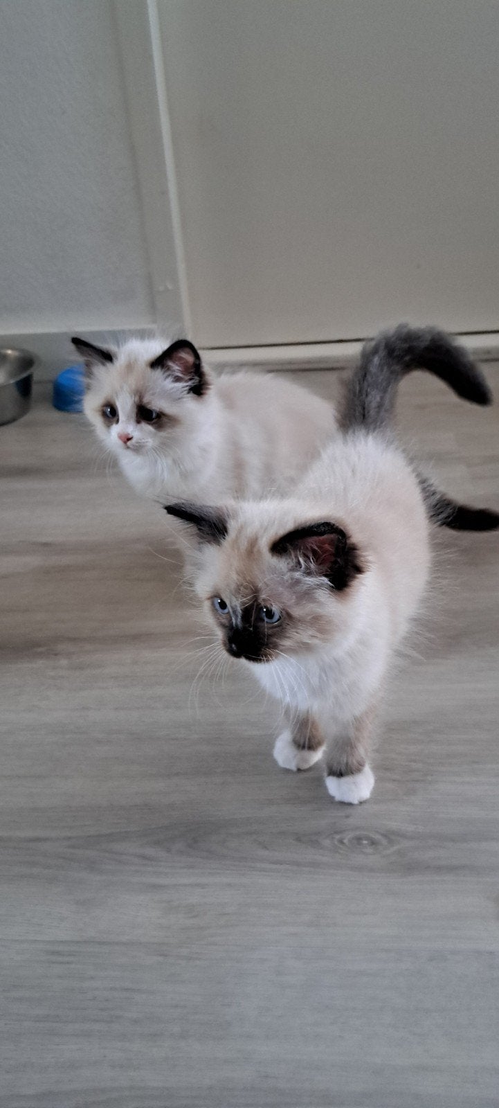Ragdoll poesje en kater zonder stamboom, mag verhuizen, Meerdere dieren, Gechipt, 0 tot 2 jaar