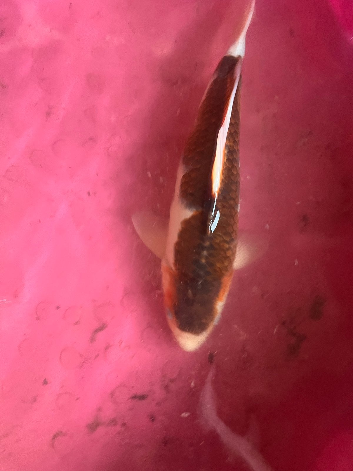 Mooie gezonde goromo koi, Dieren en Toebehoren, Karper of Koi