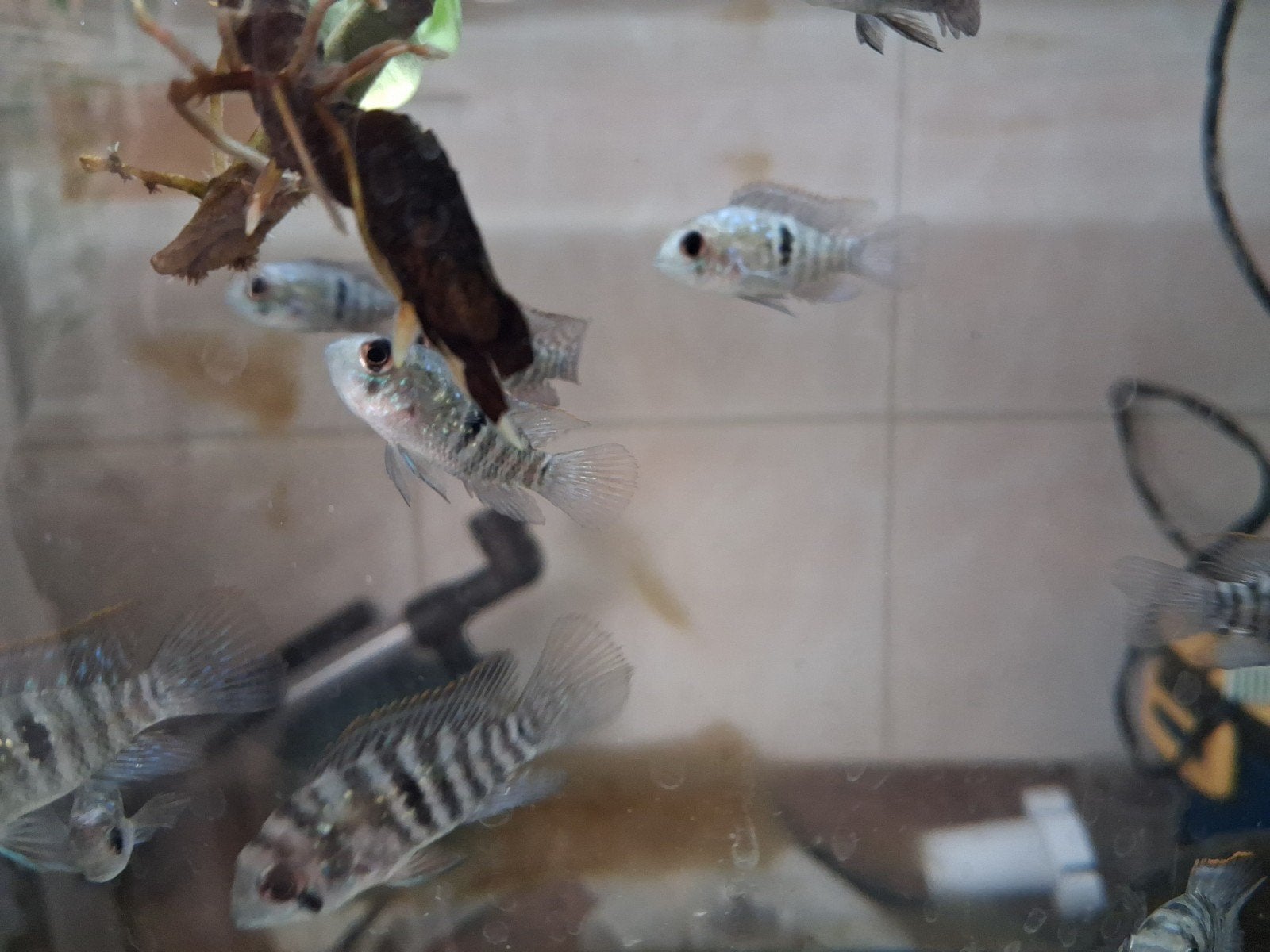 Blauwe  acara, Dieren en Toebehoren, Kreeft, Krab of Garnaal, Zoetwatervis
