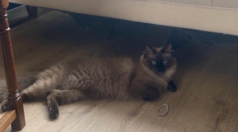 VERMIST! Vermiste kat in Nijmegen Neerbosche oost