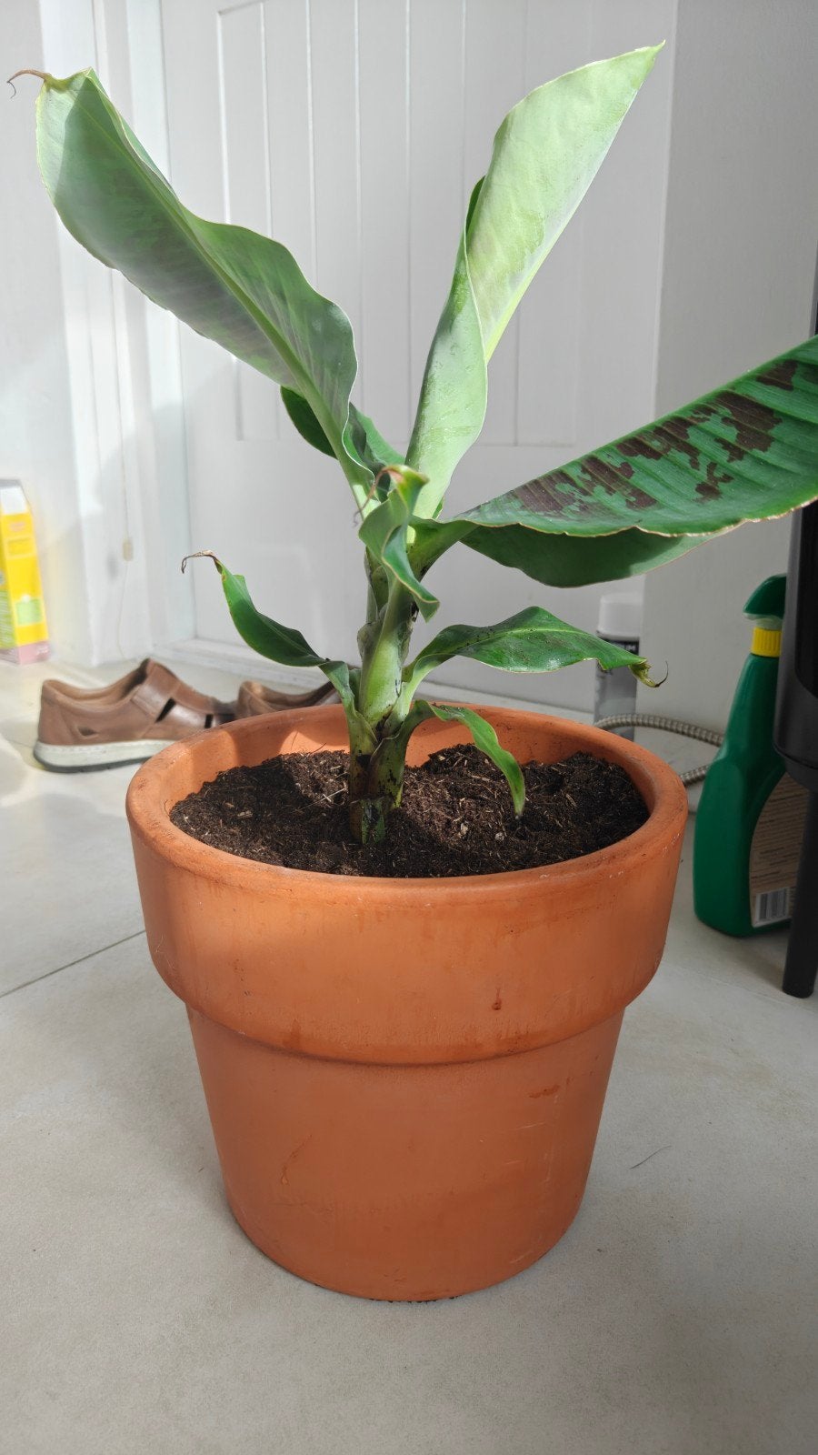 Bananenplant - slechts 5 euro!, Volle zon, Vaste plant, Ophalen of Verzenden, Bloeit niet