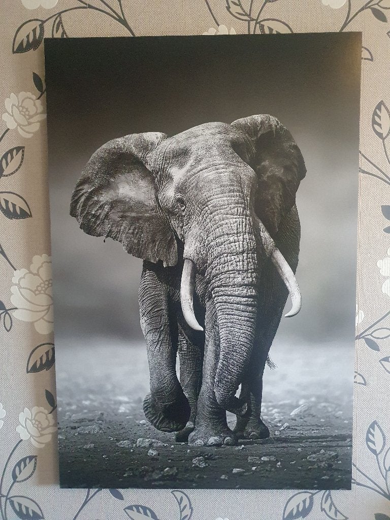 Te Koop : moderne olifant poster, Ophalen, Rechthoekig Staand, Deurposter of groter, Zo goed als nieuw