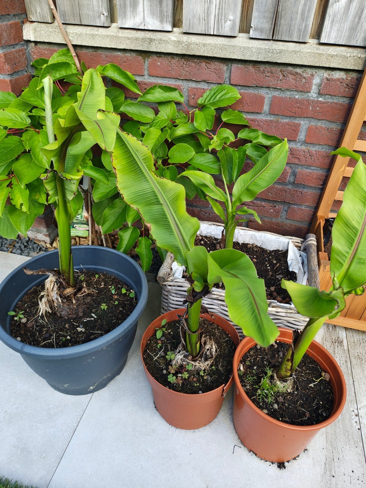 Musa Basjoo - Winterharde Bananenplant, Volle zon, Vaste plant, Bloeit niet, Ophalen