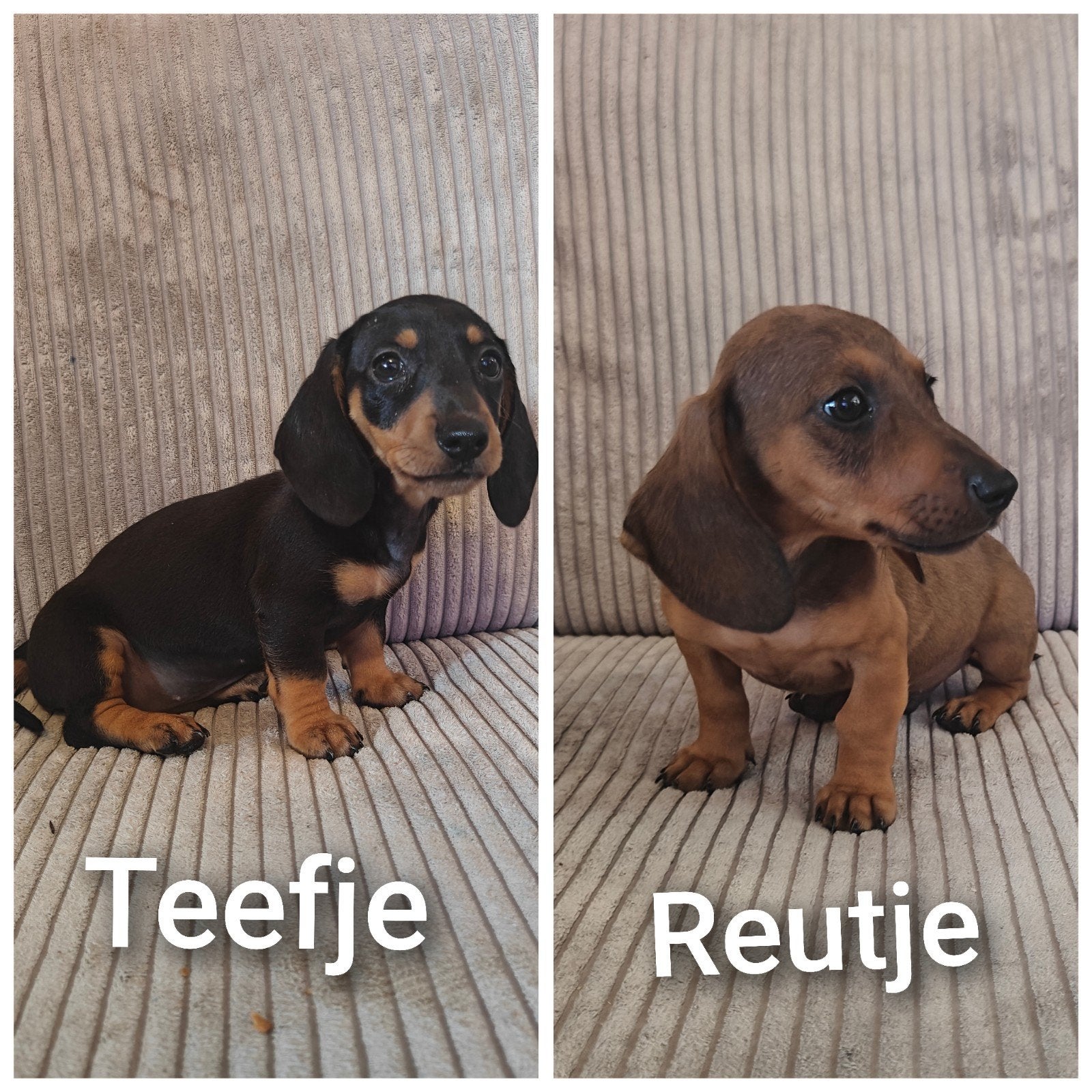dwerg teckel pups. beide ouders aanwezig, 8 tot 15 weken, Korthaar, Dwerg, Parvo