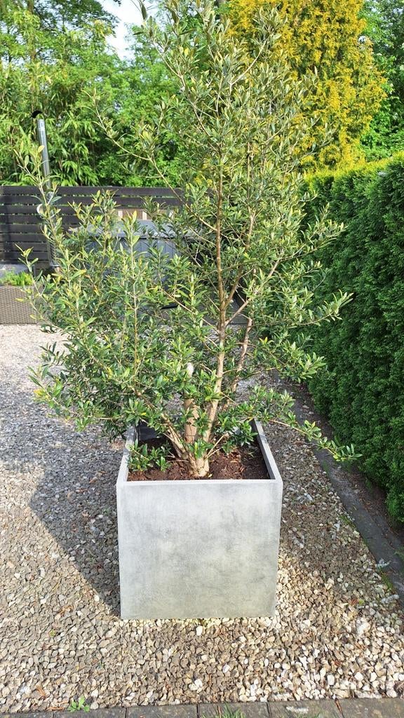 Olijfboom in pot 2 meter hoog, Ophalen of Verzenden, Rond, Kunststof