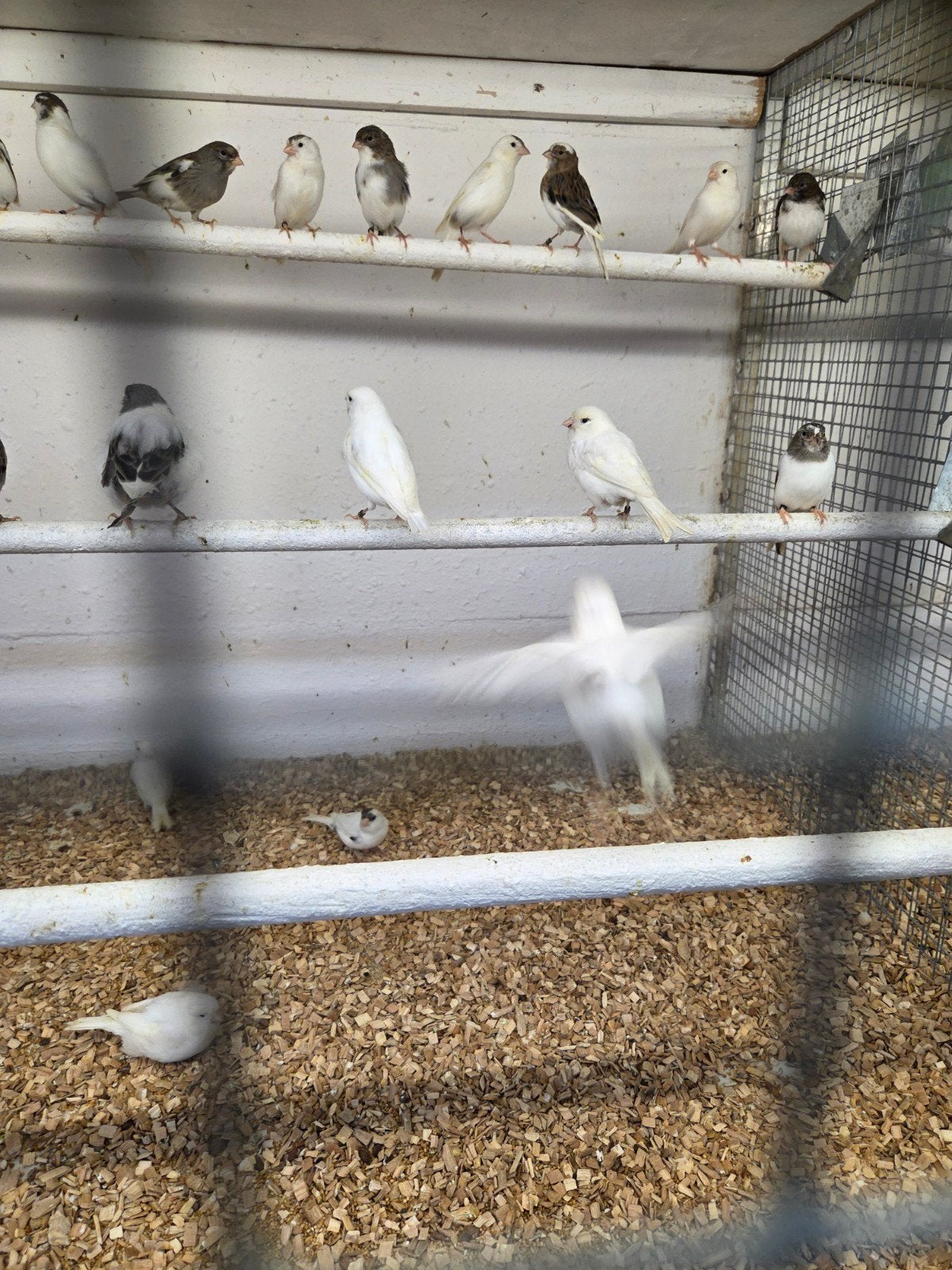 witbonte en witte kanaries, Meerdere dieren, Kleurkanarie