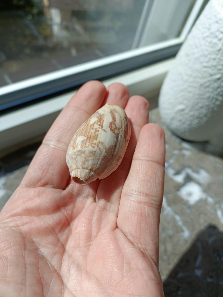 Conus striatus, Verzamelen, Ophalen of Verzenden