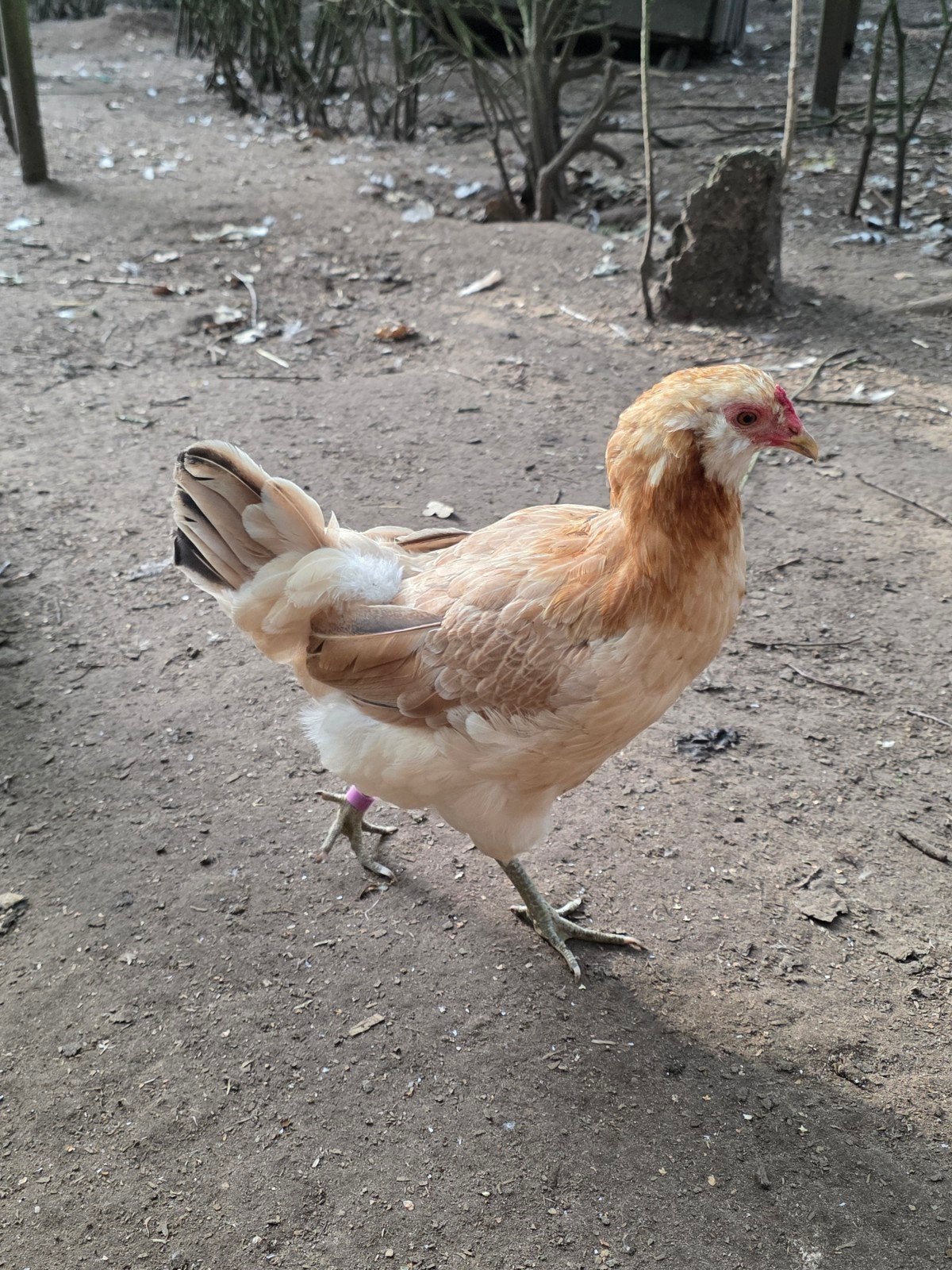 araucana, Meerdere dieren, Kip