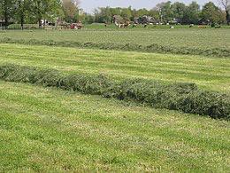 GEZOCHT weiland, Dieren en Toebehoren