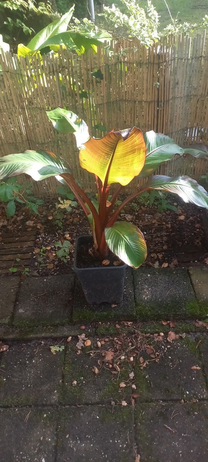 4 mooie bananenplanten  samen voor mooi prijsje, Overige soorten, Volle zon, Vaste plant, Ophalen of Verzenden