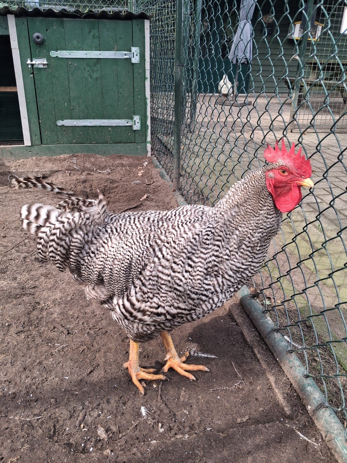 Amrock haan., Dieren en Toebehoren, Mannelijk, Kip