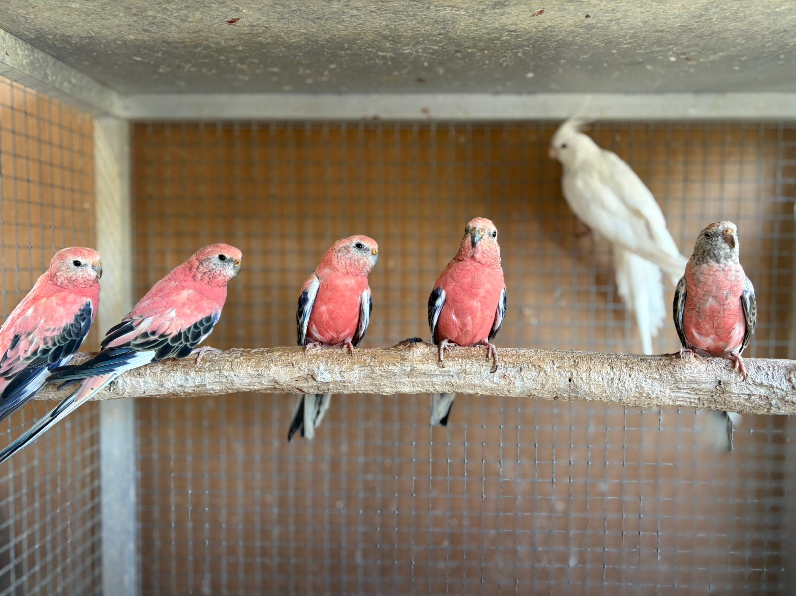 Roze bourkes  broedrijp, Dieren en Toebehoren, Geslacht onbekend, Parkiet
