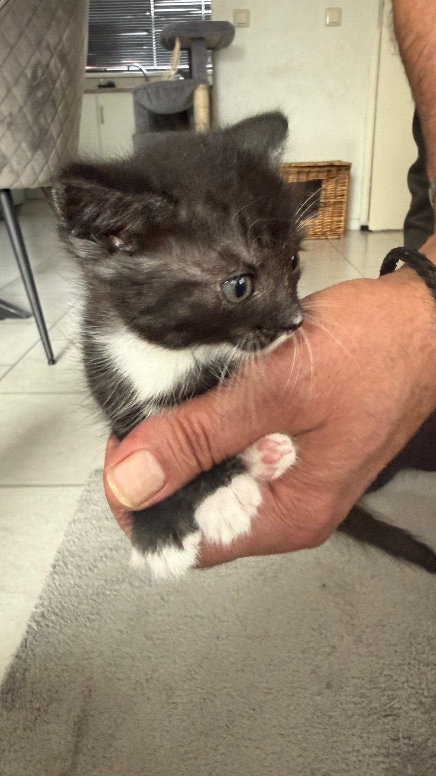 Kittens, Meerdere dieren