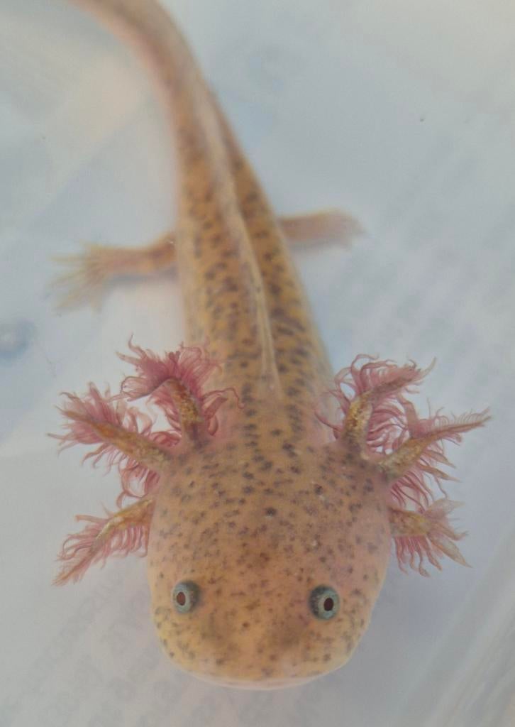 Jonge axolotls, Dieren en Toebehoren, Amfibie, 0 tot 2 jaar
