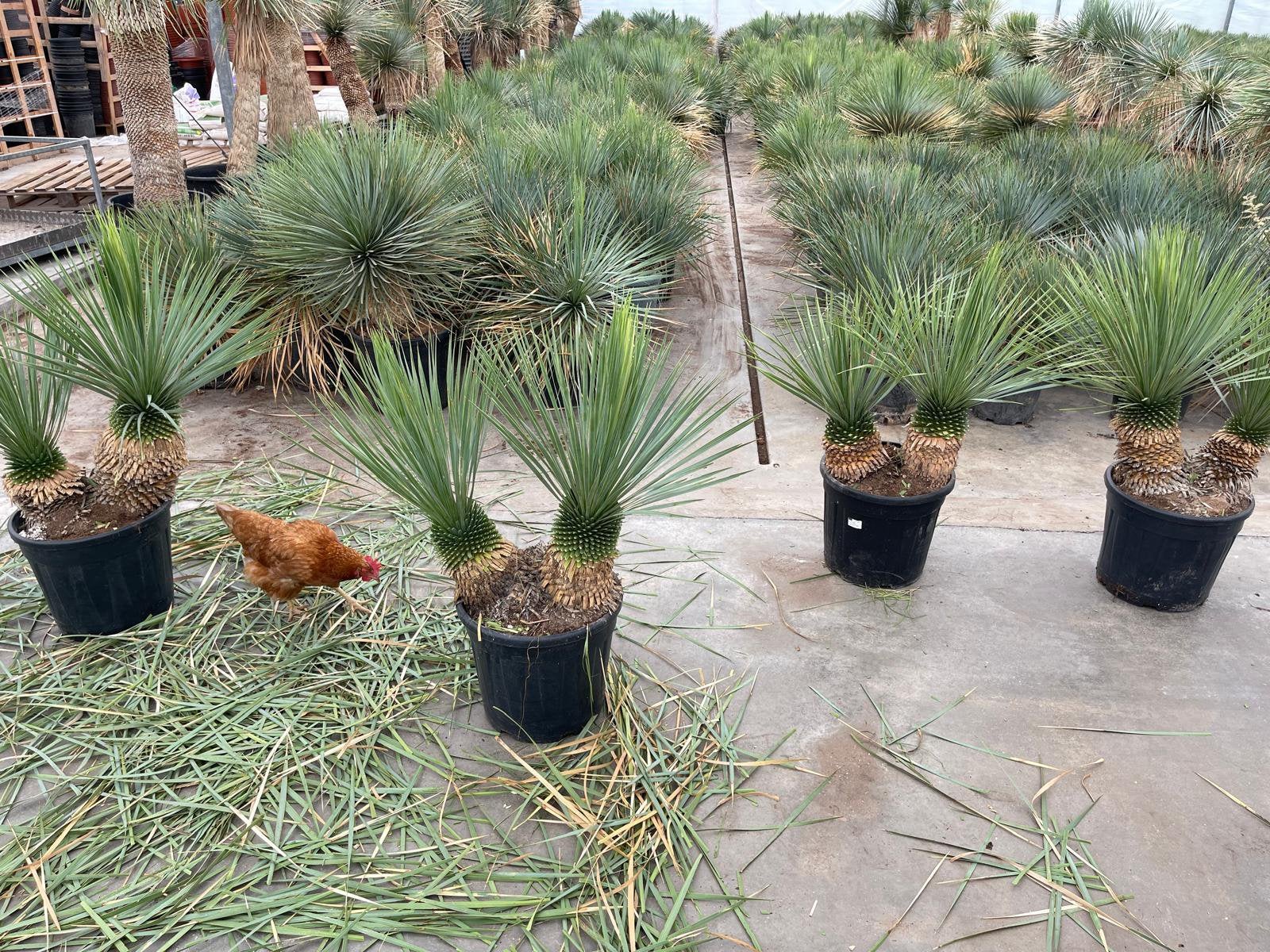 Yucca rostrata dubbelstam 110cm, Ophalen of Verzenden, Overige soorten, Volle zon