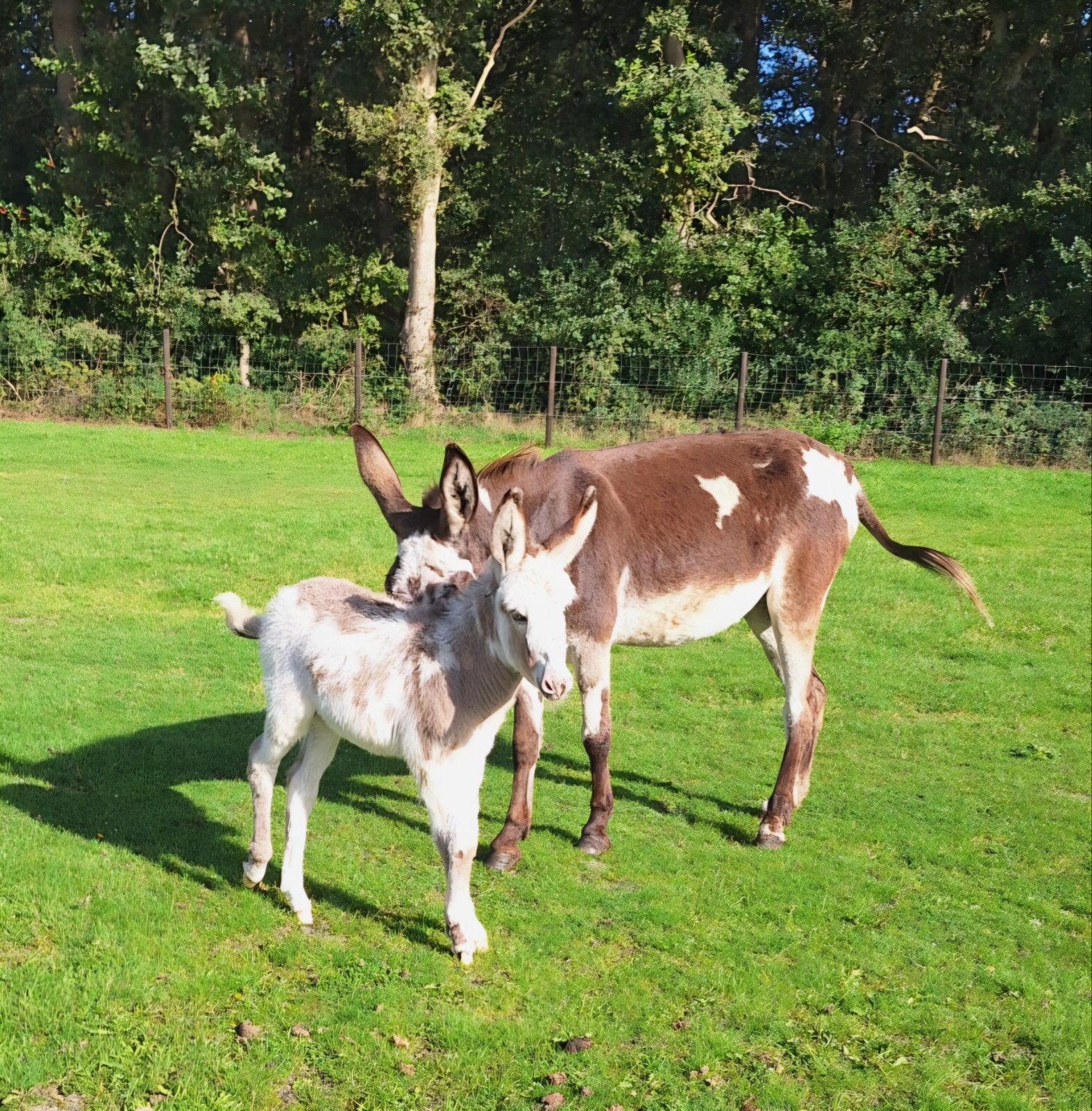 Kudde lieve ezels merries bont en bruin merrie veulen, Dieren en Toebehoren, Augustus, Vrouwelijk