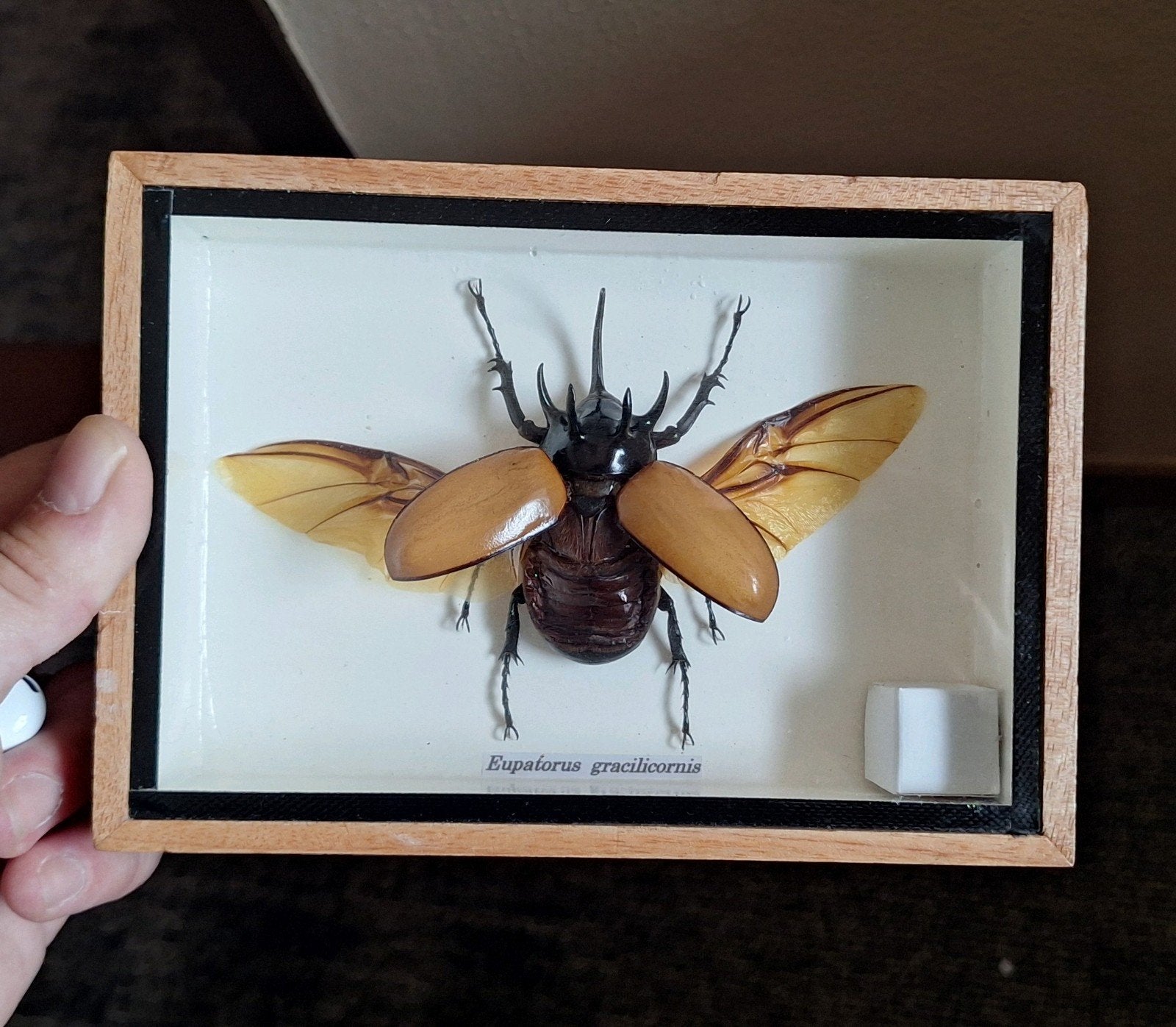 Ingelijste kever - Eupatorus gracilicornis, Verzamelen, Dierenverzamelingen, Ophalen of Verzenden, Nieuw, Insect, Opgezet dier