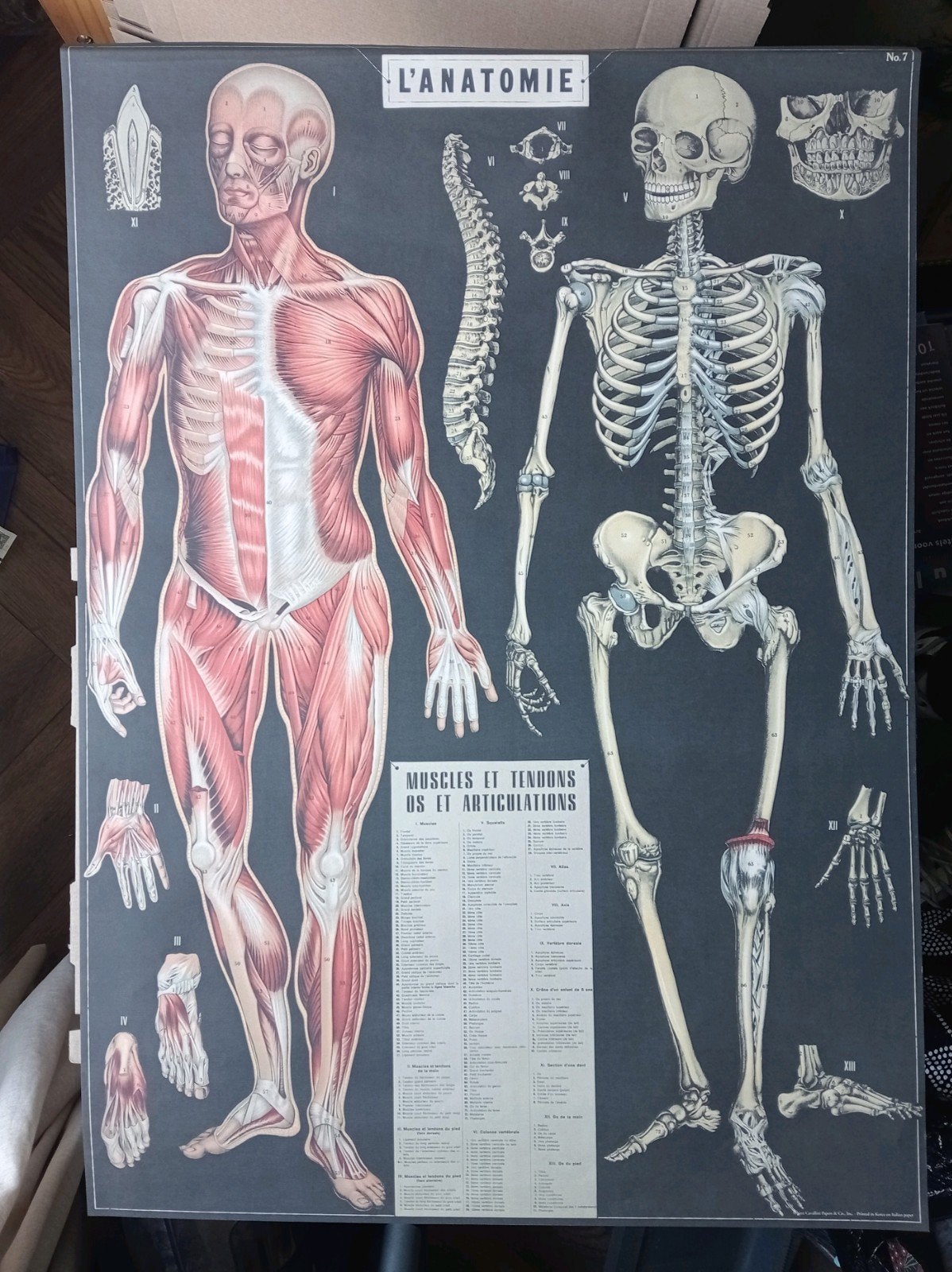 L'Anatomie Frankrijk medische anatomische poster, Ophalen of Verzenden, Gebruikt, A1 t/m A3, Film en Tv