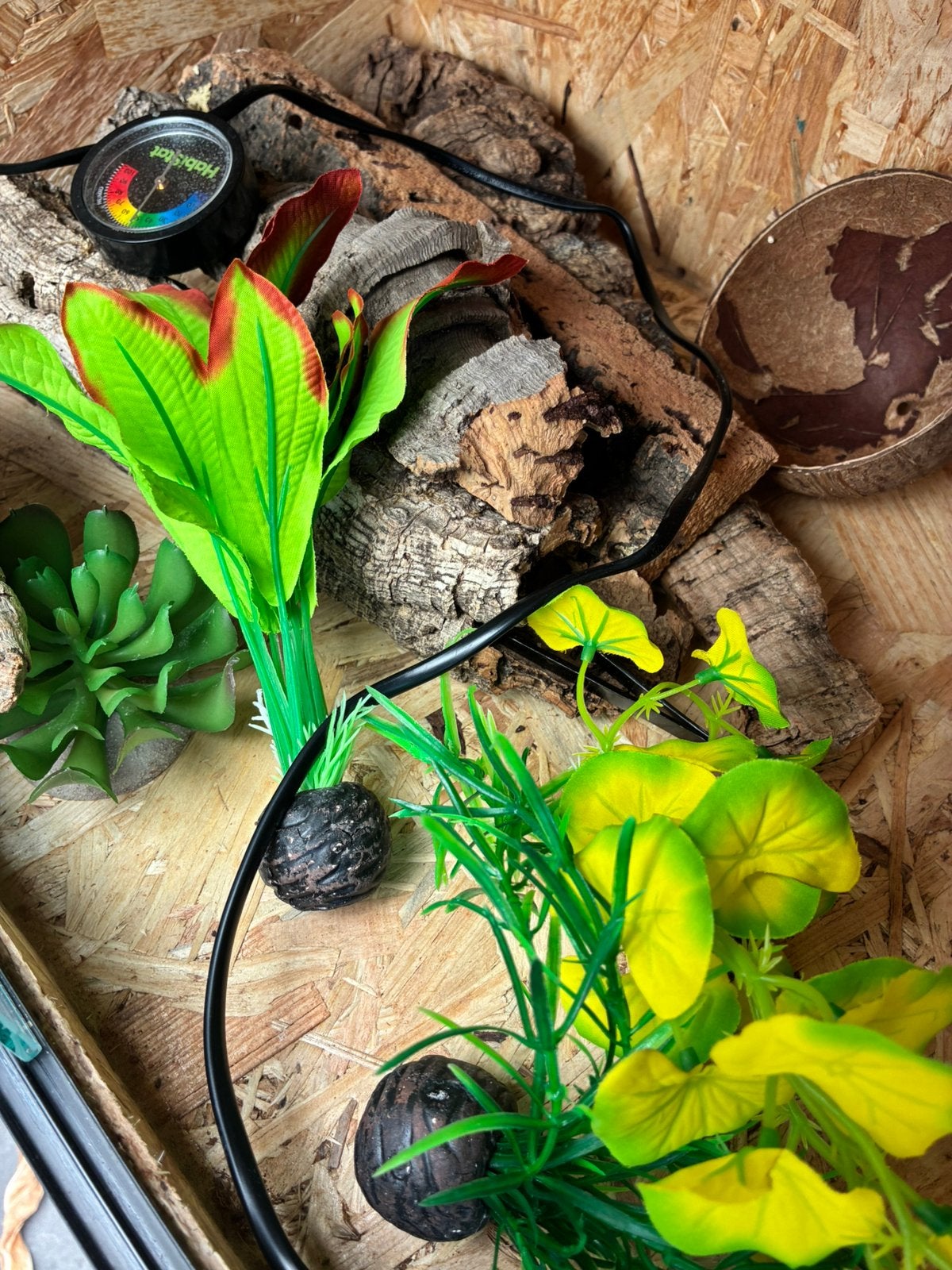 Terrarium met inrichting, Ophalen, Zo goed als nieuw