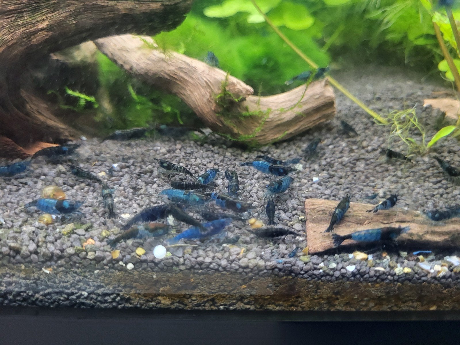 Neocaridina blue garnalen, Dieren en Toebehoren, Kreeft, Krab of Garnaal
