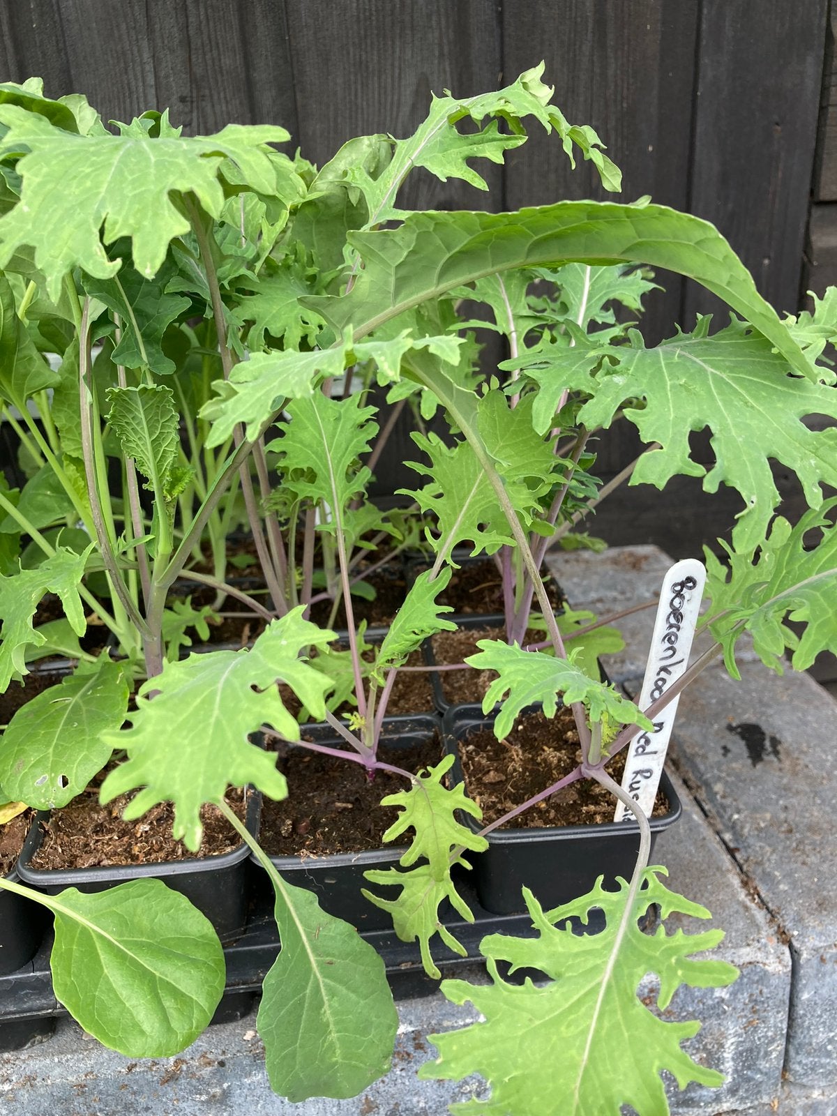 Red Russian plukkool (nu planten) BIOLOGISCH, Ophalen, Eenjarig, Groenteplanten