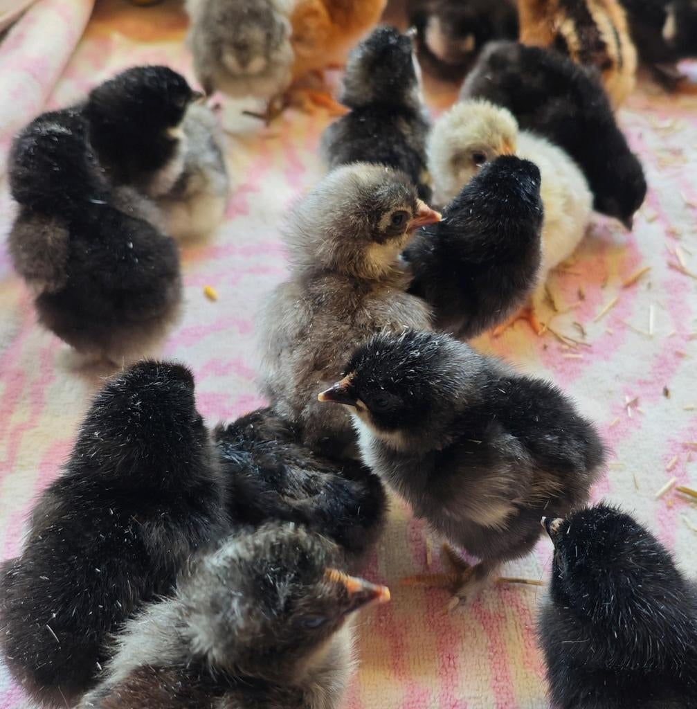 Kuikens Easteregger, Dieren en Toebehoren, Pluimvee, Kip, Meerdere dieren