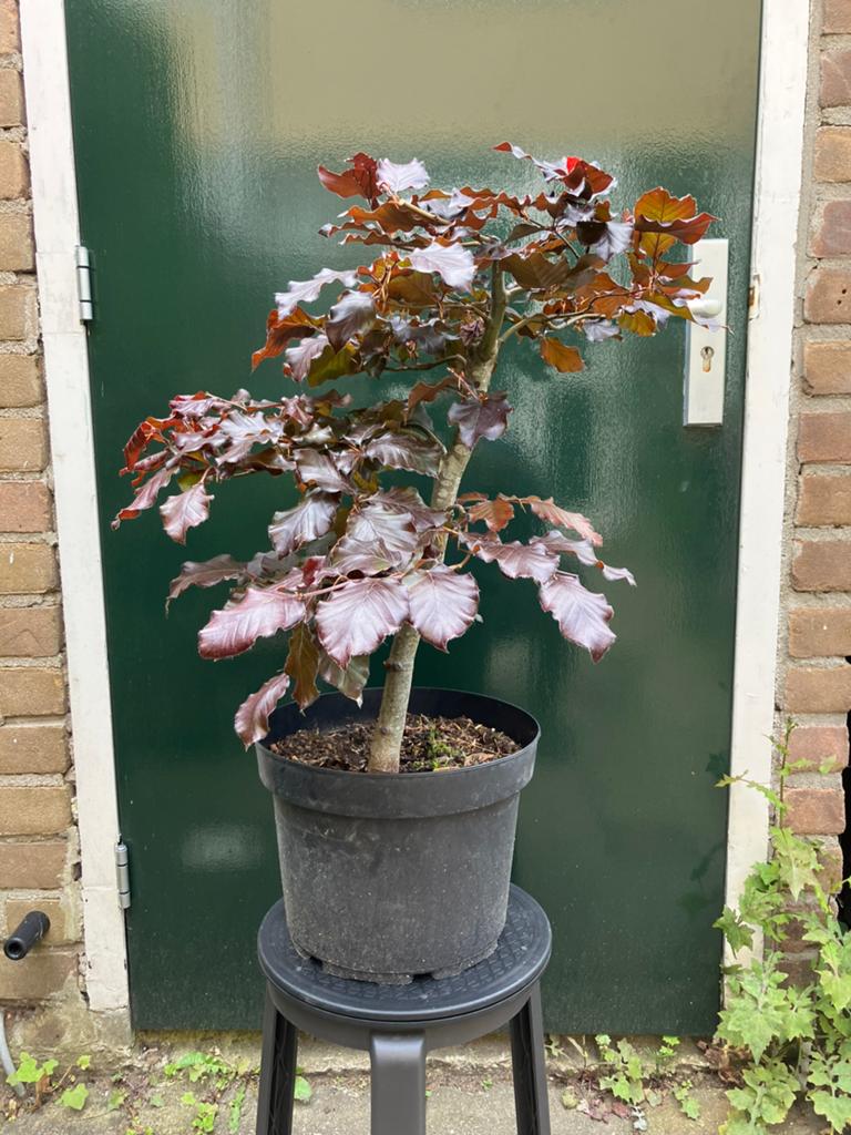 Rode Beuk bonsai starter, Ophalen, Bloeit niet, Vaste plant, Volle zon