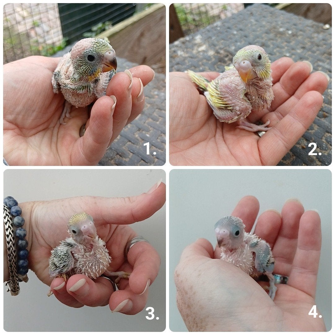 Tamme jonge grasparkieten te koop, Dieren en Toebehoren, Meerdere dieren, Parkiet, Tam
