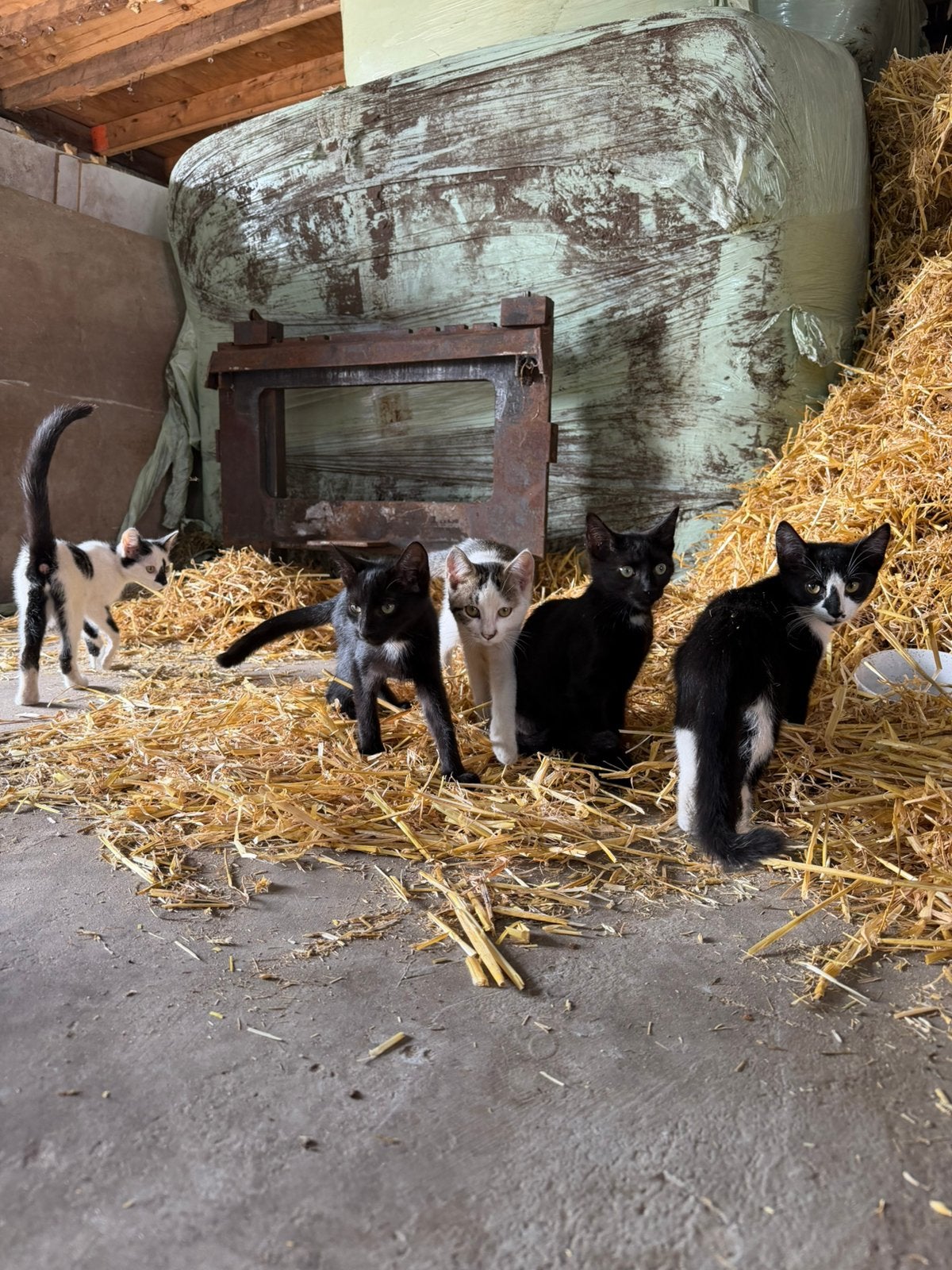 Tamme Boerderij Kittens, Meerdere dieren