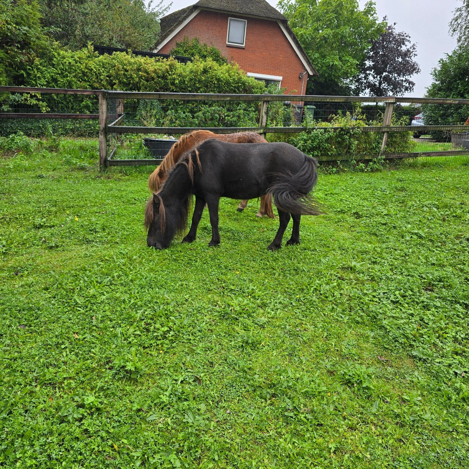 Knuffel mini paardjes, Dieren en Toebehoren, Pony's, Merrie, A pony (tot 1.17m)