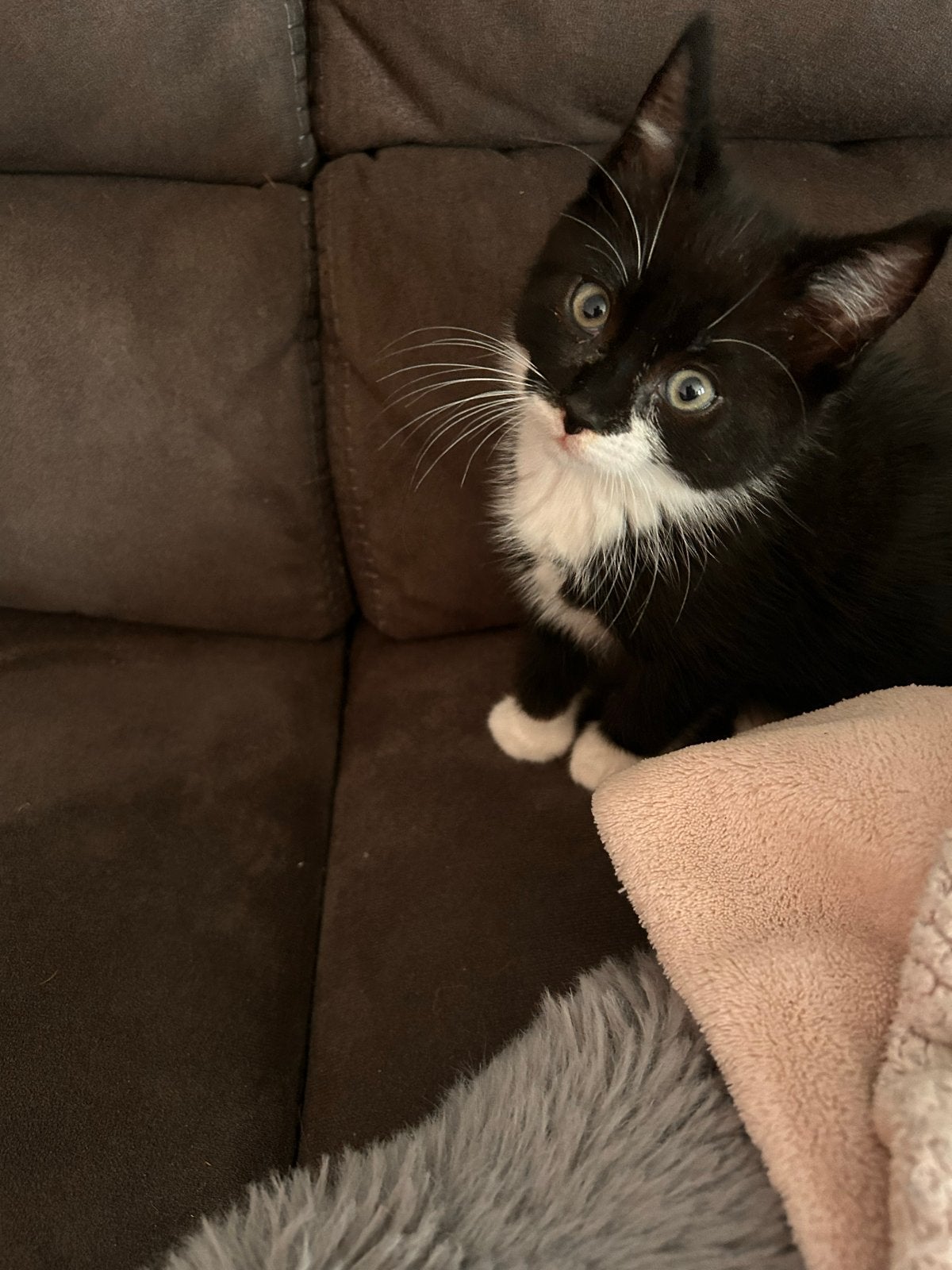 Kittens, Dieren en Toebehoren, Kater, Kortharig, 0 tot 2 jaar