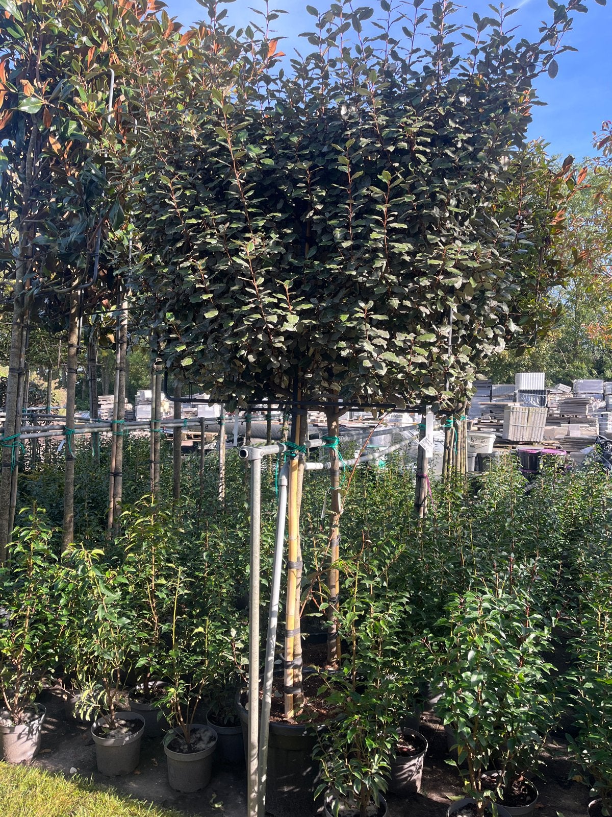 Elaeagnus Ebbingei Compacta - Olijfwilg leiboom 100x100