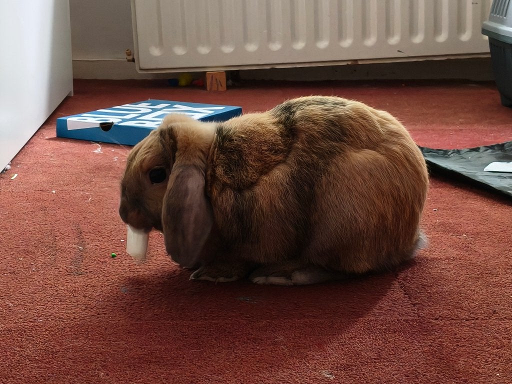 Lieve ram zoekt sterren huisje, Dieren en Toebehoren, Konijnen, Mannelijk, Dwerg, 0 tot 2 jaar