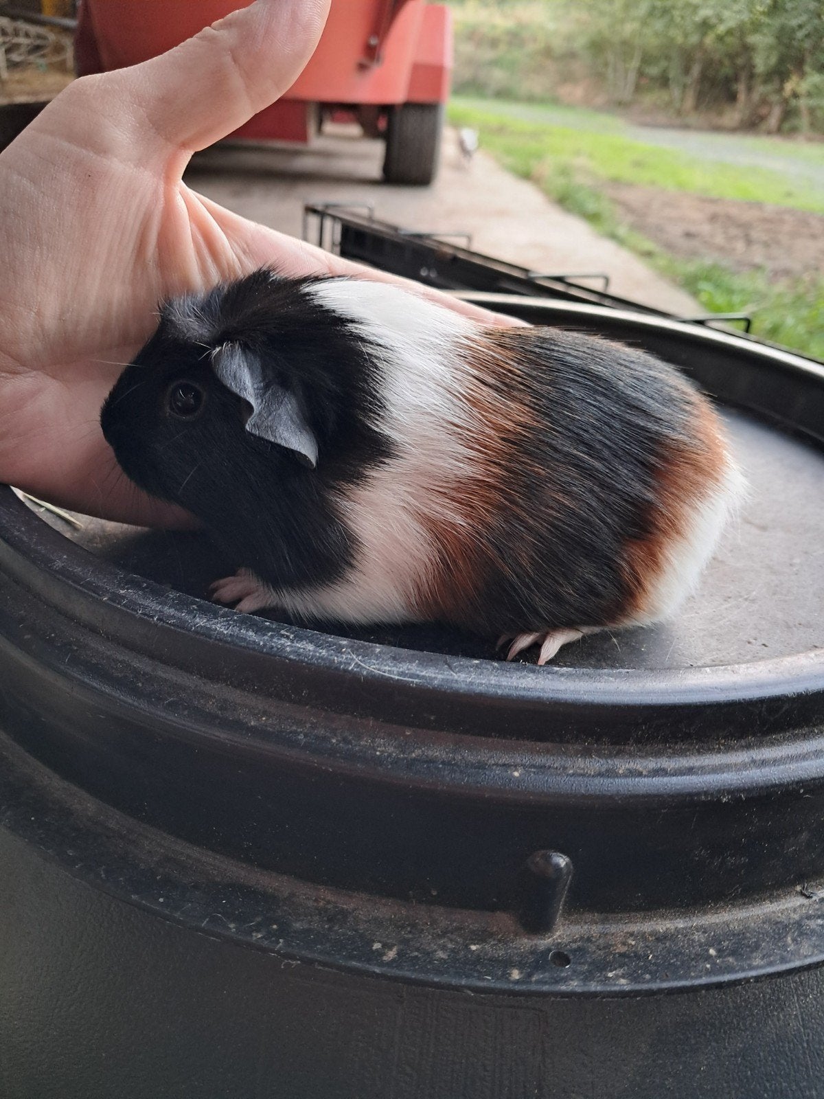 4 Lieve cavia's, Engels gekruind: 1 kruintje op de kop, Dieren en Toebehoren, Cavia, Augustus, Mannelijk, Tam