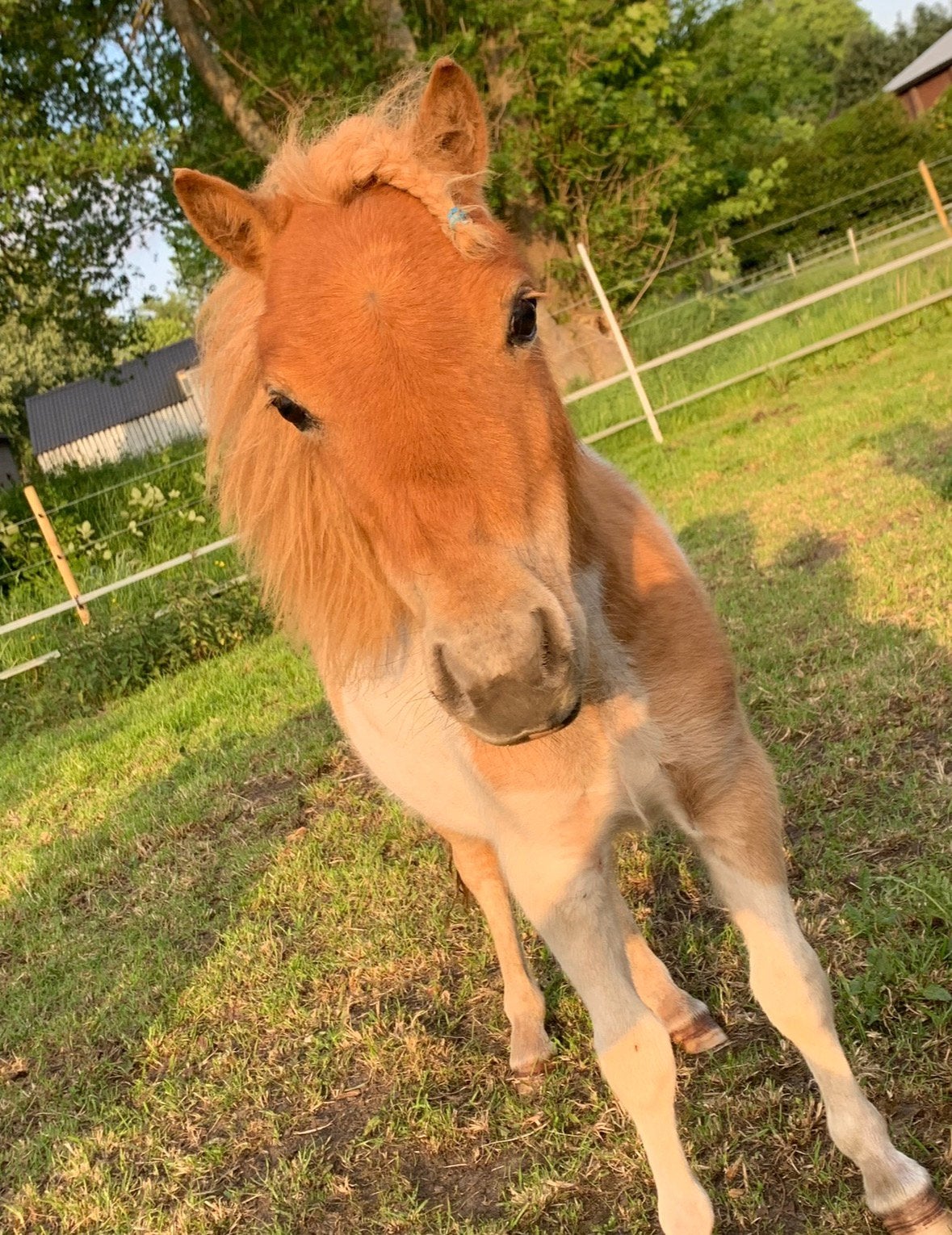 Shetlander hengst 4,5 jaar, Hengst