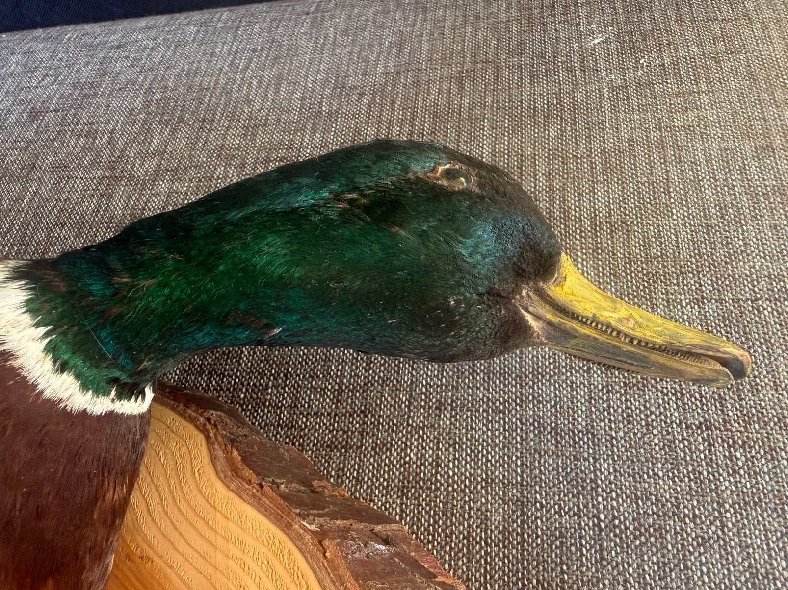 Opgezette eend/mallard, Ophalen, Zo goed als nieuw, Vogel, Opgezet dier