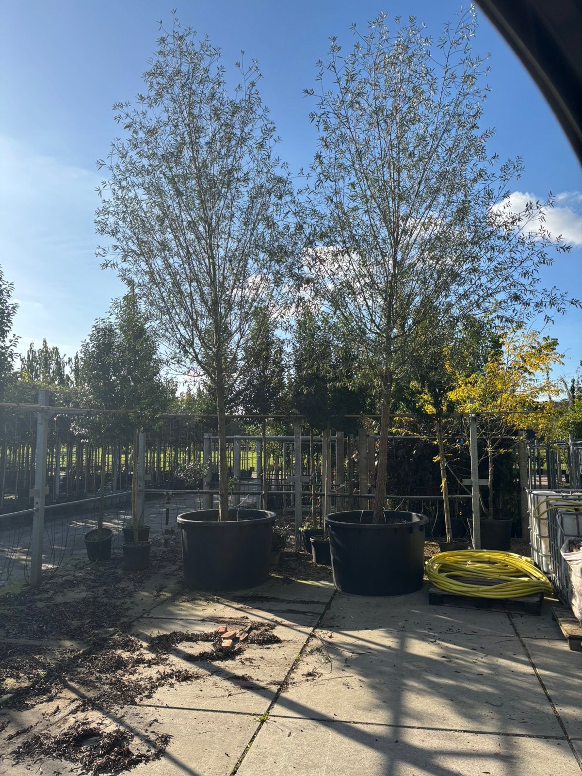 Salix alba – Groene wilg / schietwilg hoogstam, In pot, Bloeit niet, Halfschaduw, 400 cm of meer