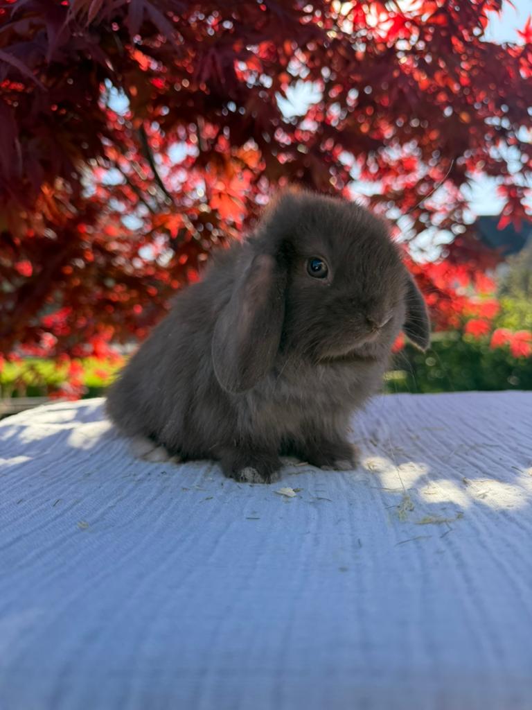 Raszuiver minilop koppeltje mag verhuizen, Meerdere dieren, Dwerg, Hangoor, 0 tot 2 jaar