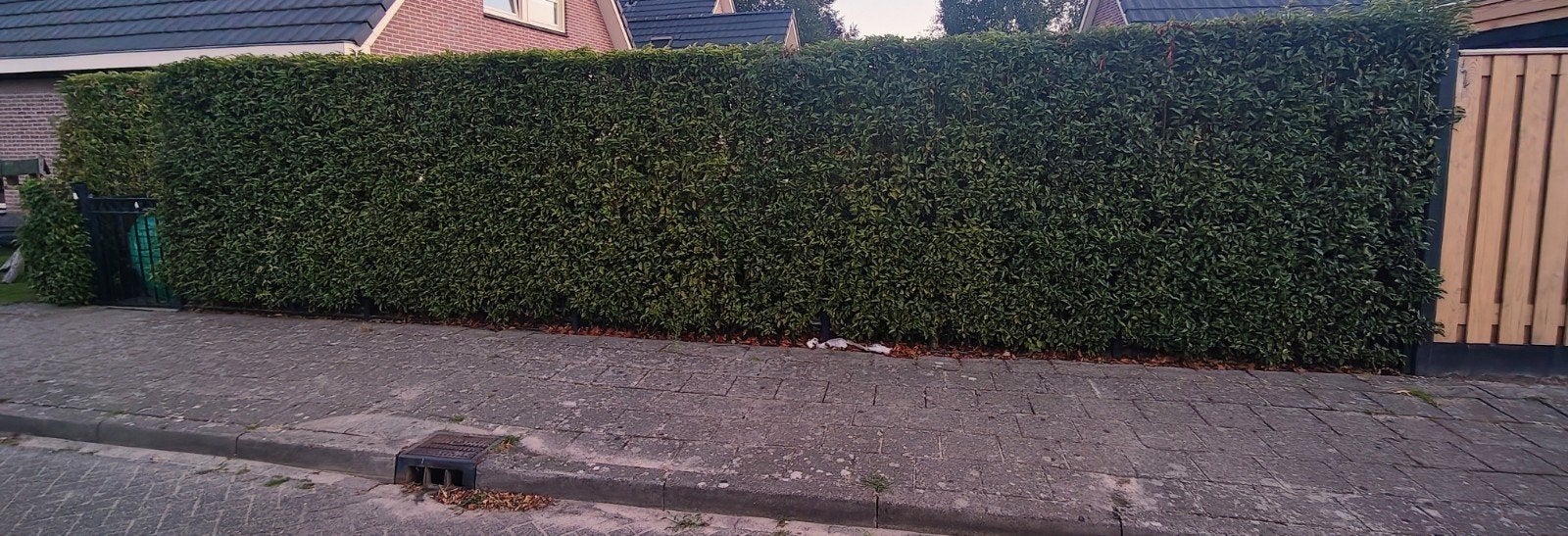 Portugese laurier heg - 13 meter, 2 meter hoog, Tuin en Terras, Ophalen, Vaste plant