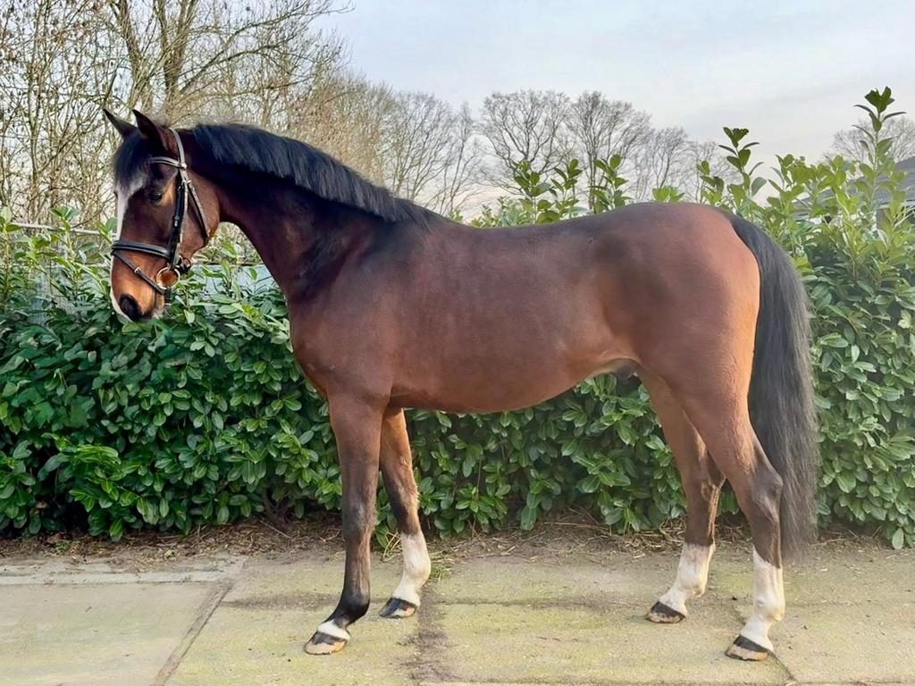 Amigo – Ruin – 8 jaar, Dieren en Toebehoren, Pony's, E pony (1.48m - 1.57m), Ruin, 7 tot 10 jaar, Recreatiepony