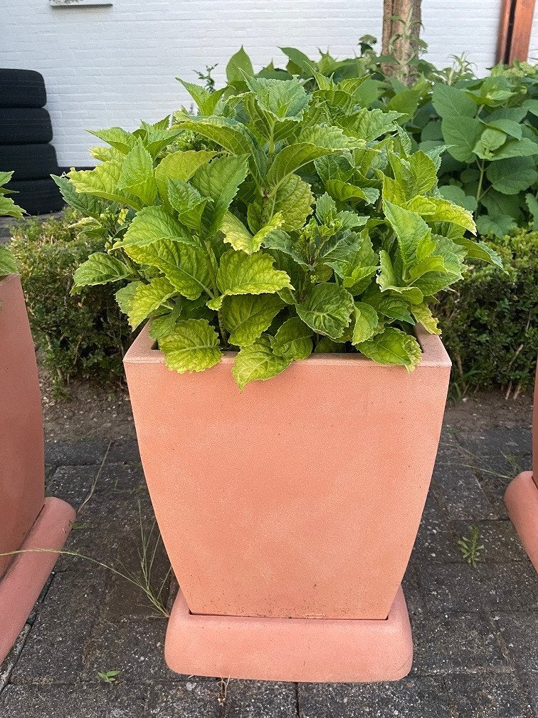 Veca kunststof bloembak plantenbak compleet met Hortensia, Ophalen, Gebruikt, Minder dan 60 cm, Vierkant