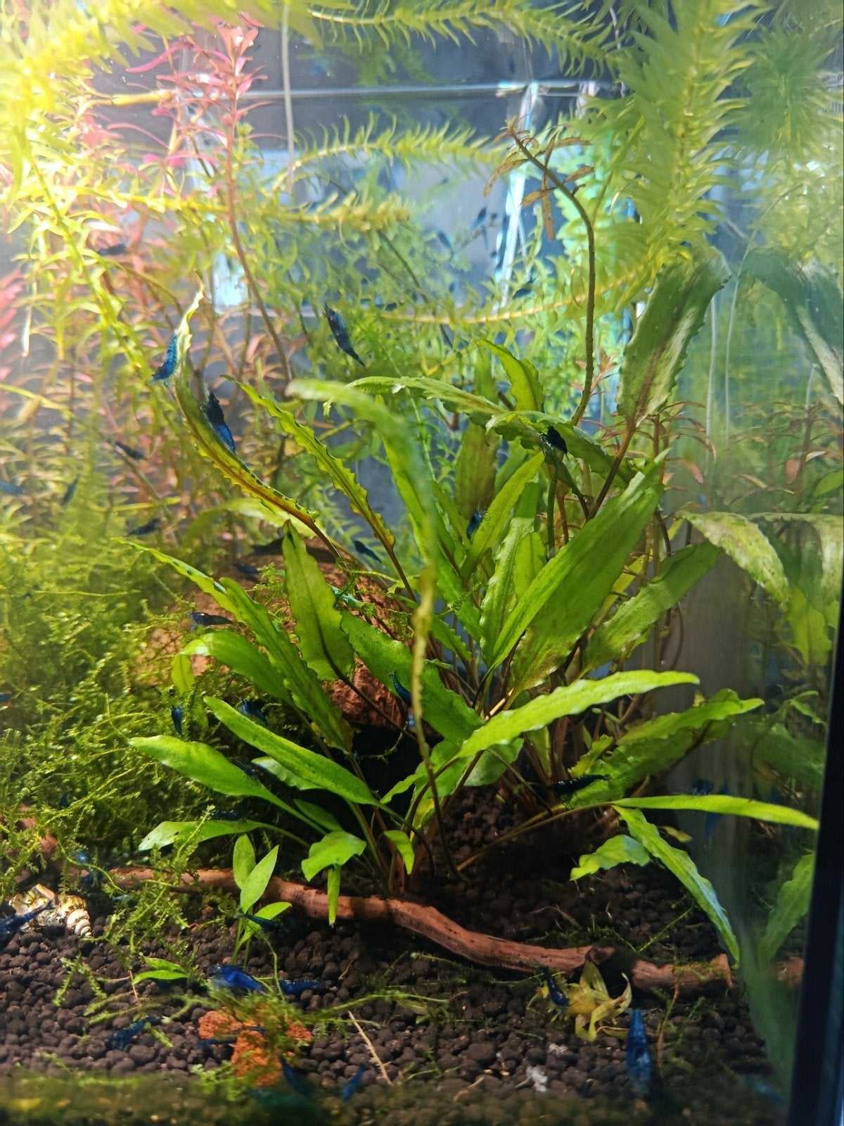 Neocaridina zoetwater garnalen blauw, Dieren en Toebehoren, Vissen | Aquaria en Toebehoren, Ophalen, Nieuw, Overige typen