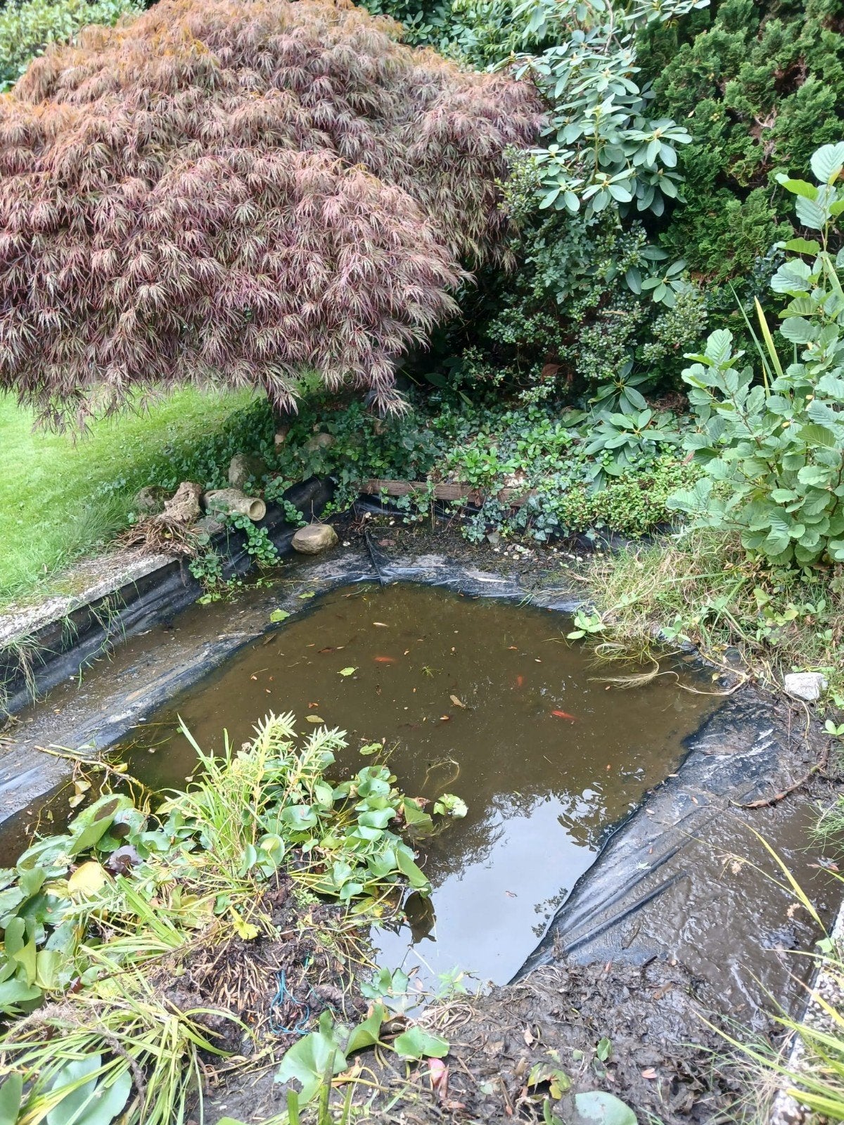 gratis vijver met vissen en planten, Ophalen, Overige soorten, Minder dan 100 cm